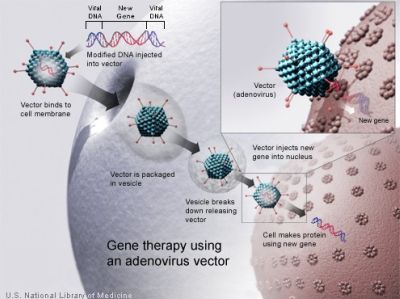 Gene therapy method